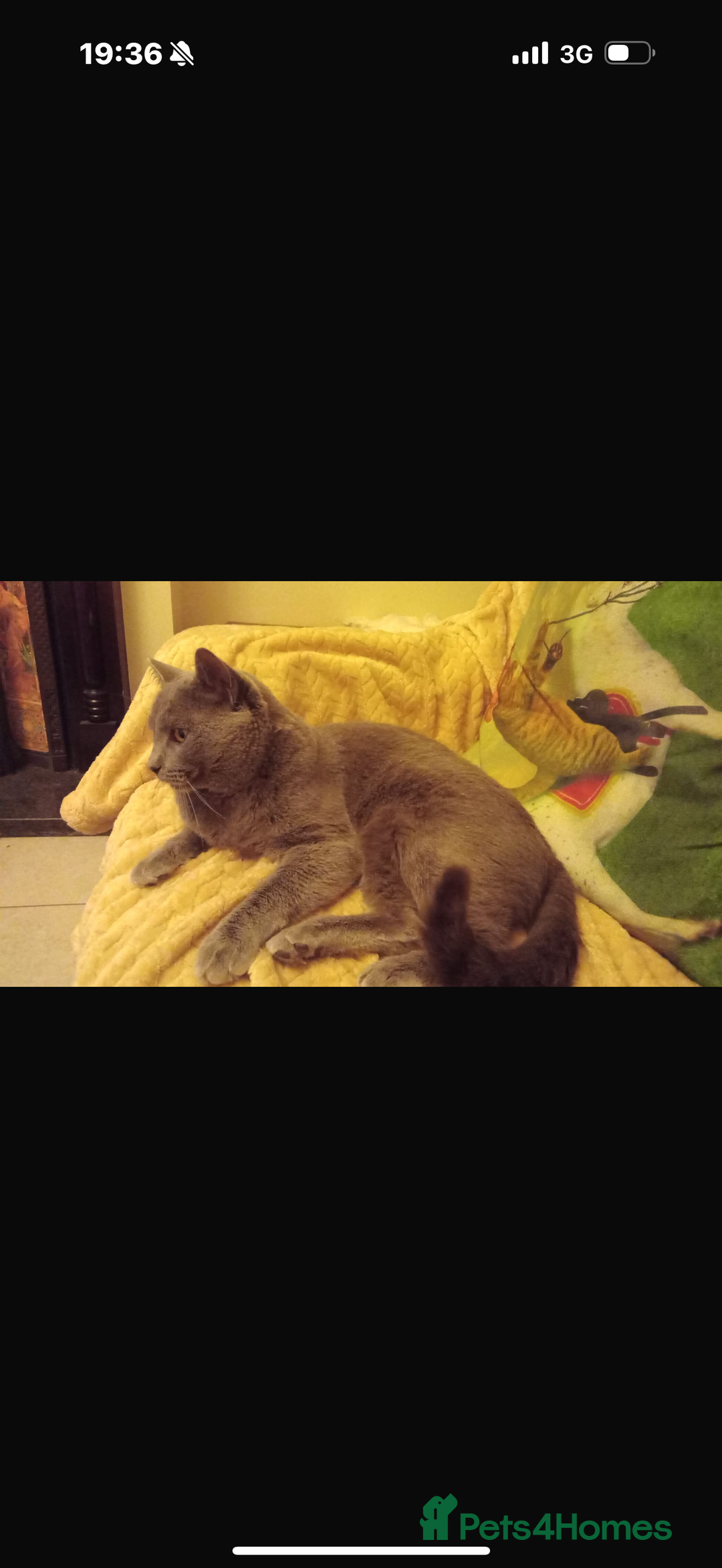 Ragdoll cats for sale: Beautiful Grey Male Cat for Re-Homing - Image 7