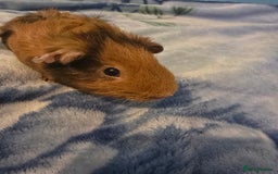 Guinea Pig rodents for sale: guinea pig - Image 5
