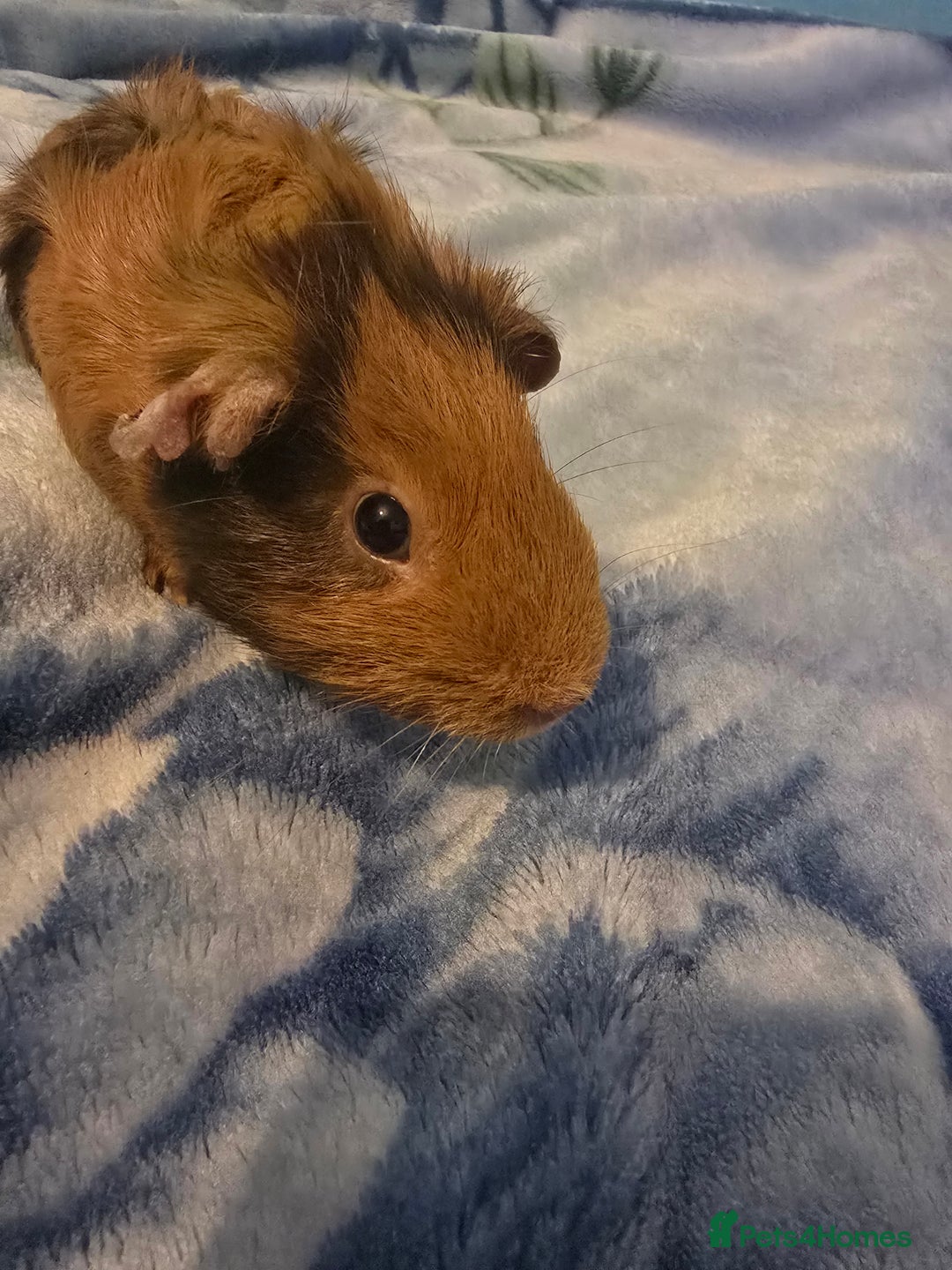 Guinea Pig rodents for sale: guinea pig - Image 5