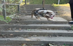 English Bulldog dogs for stud: Grizzly ready to stud  - Image 19