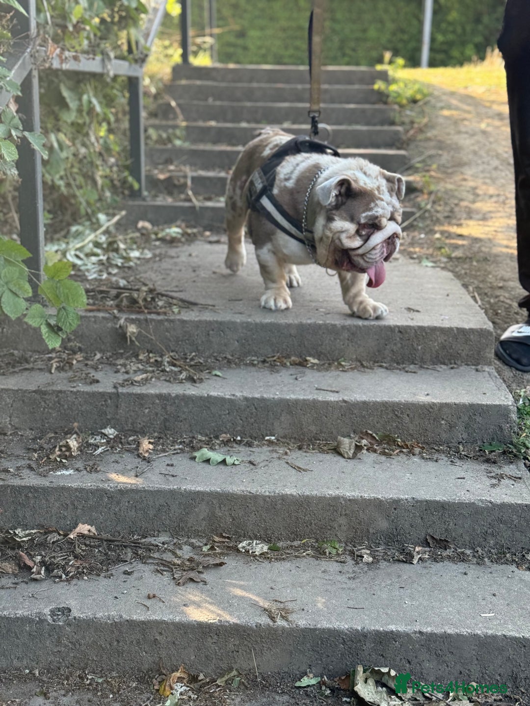 English Bulldog dogs for stud: Grizzly ready to stud  - Image 19