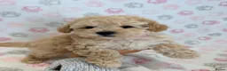 Maltipoo dogs for sale: Beautiful health tested happy Maltipoo puppys  - Advert 6