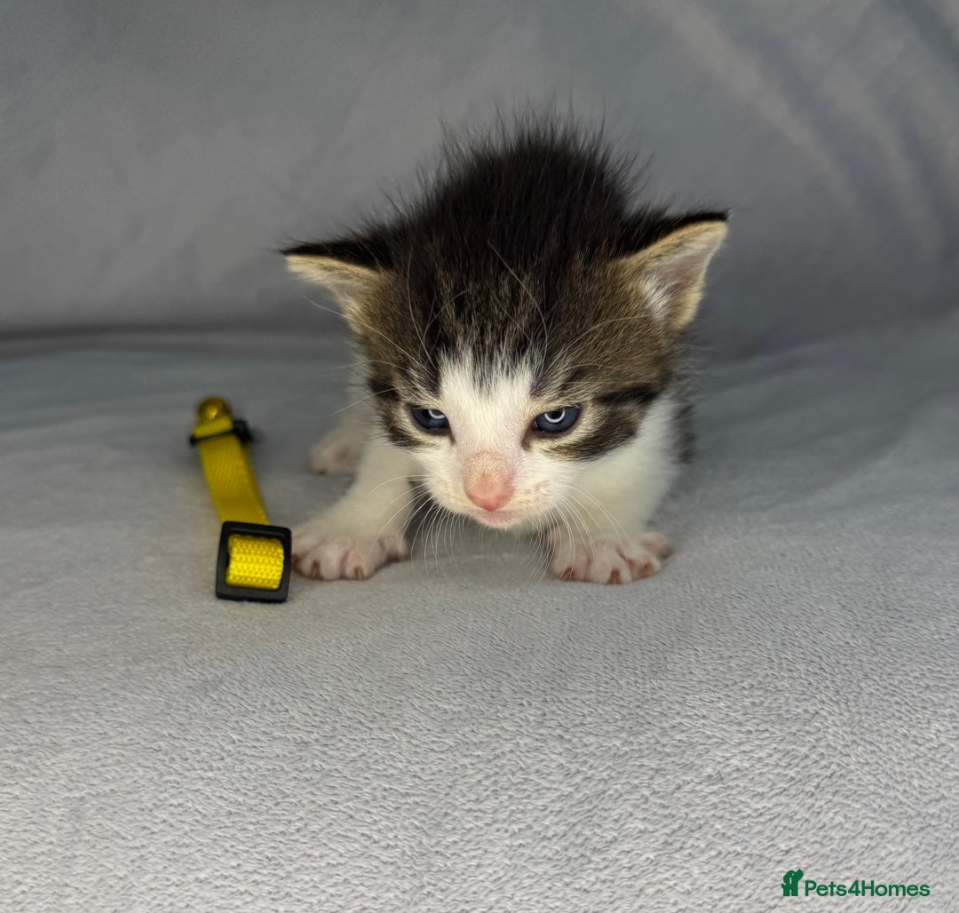 Turkish Van cats for sale: Rare Turkish van kittens for sale.  - Image 3