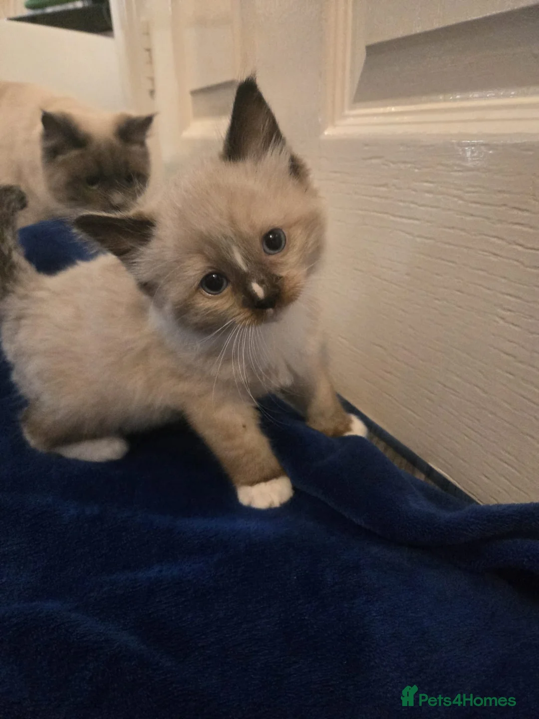 Ragdoll cats for sale: Colour point kittens  - Advert 1