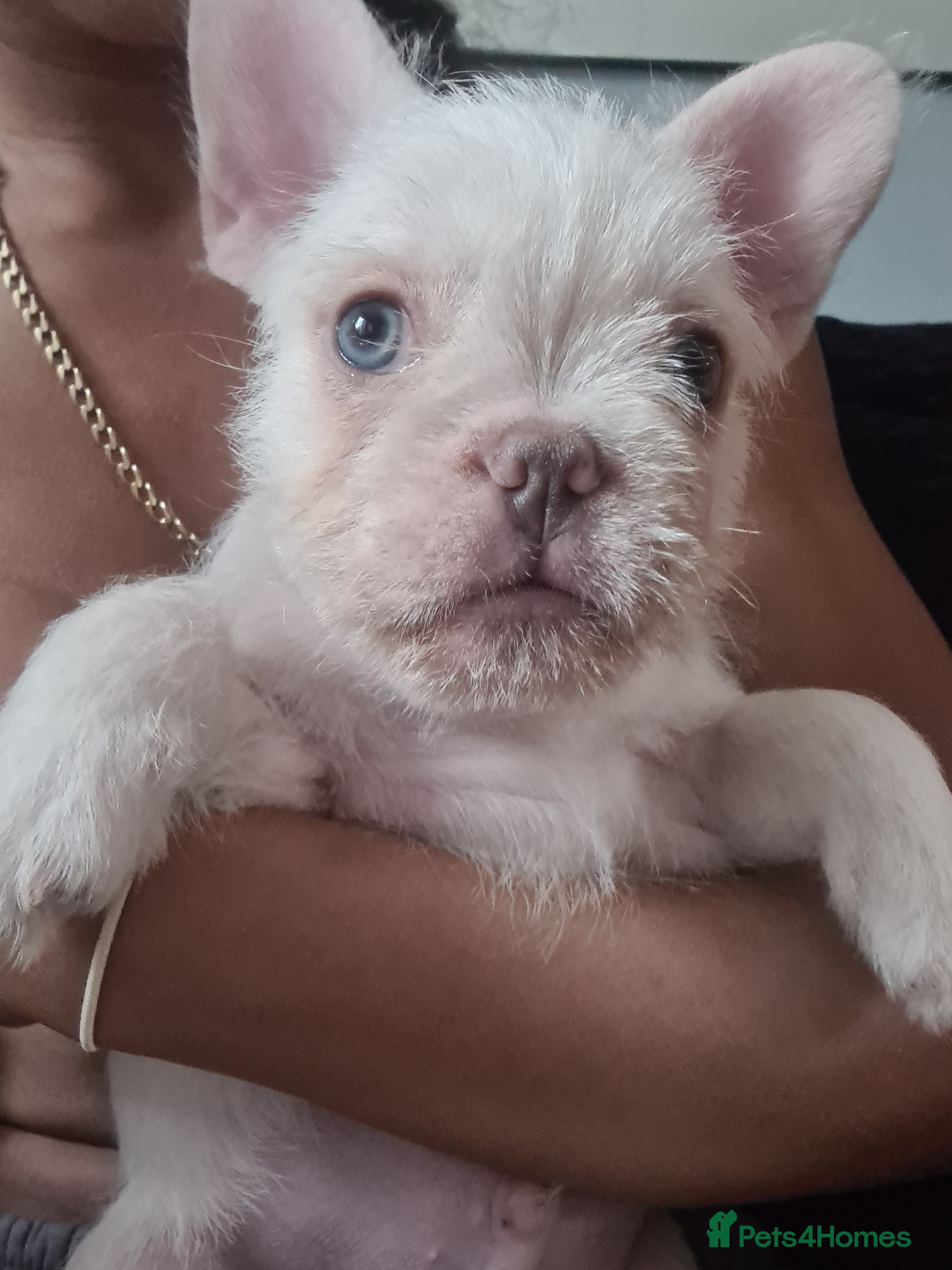 French Bulldog dogs Big Perm, fluffy and furnished frenchies  - Advert 9