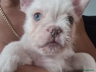 French Bulldog dogs Big Perm, fluffy and furnished frenchies - Advert 19