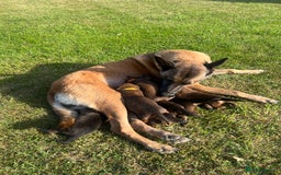 Belgian Shepherd Dog dogs for sale: Beautiful Belgian Malinois puppies - Image 6