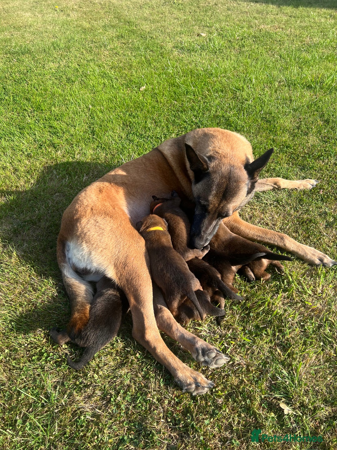 Belgian Shepherd Dog dogs for sale: Beautiful Belgian Malinois puppies - Image 6