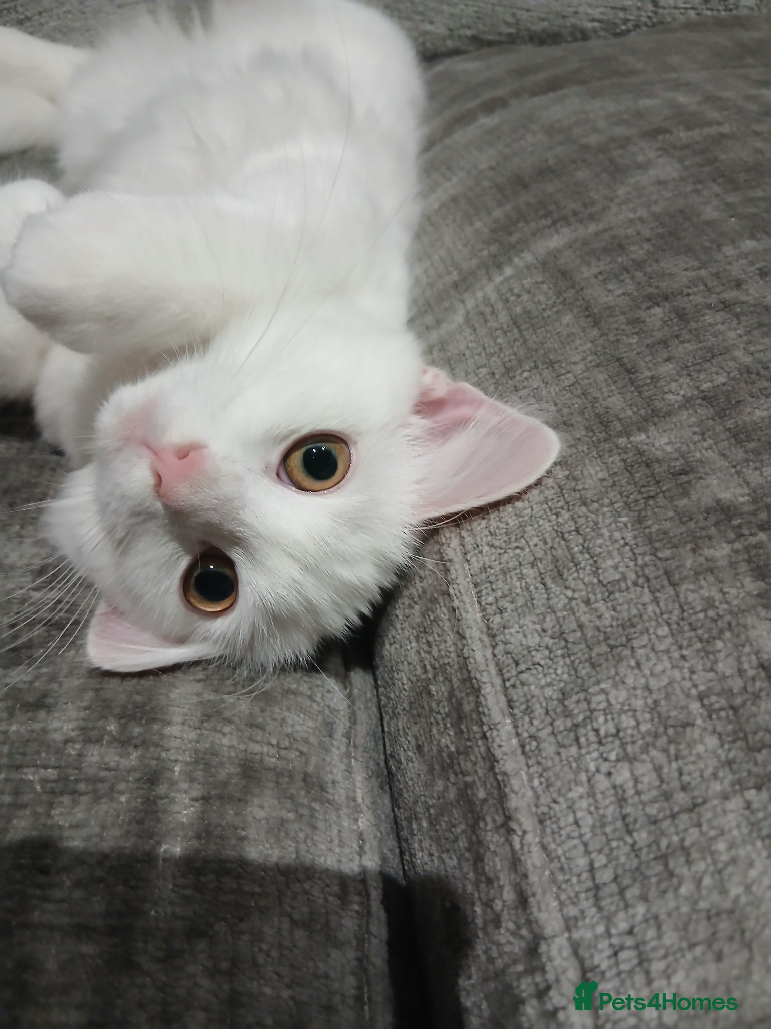 Ragdoll cats PRICE CAN BE ADJUSTED ragdoll kitten for sale  - Advert 1