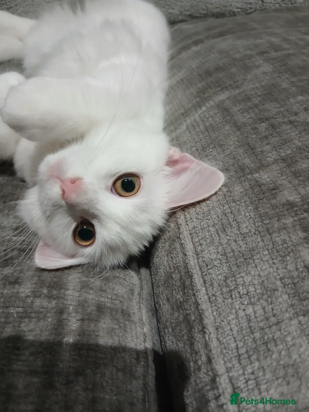 Ragdoll cats for sale: PRICE CAN BE ADJUSTED ragdoll kitten for sale  in Chessington - Advert 1