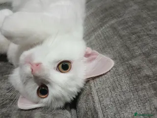 Ragdoll cats PRICE CAN BE ADJUSTED ragdoll kitten for sale - Advert 1