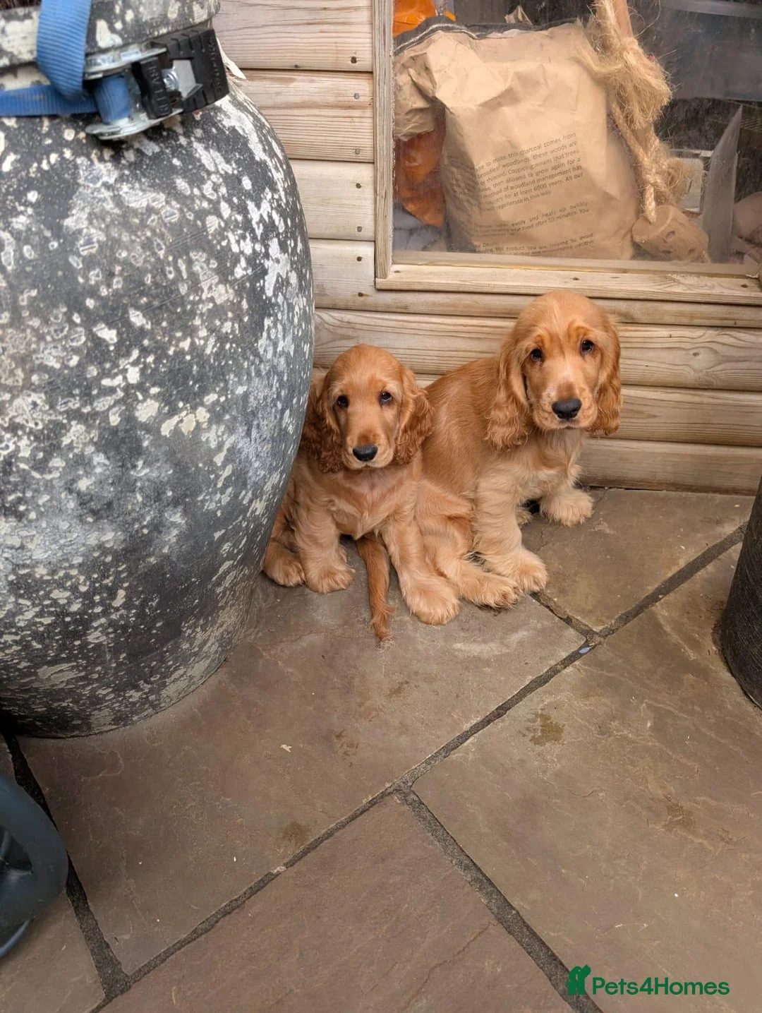 Cocker Spaniel dogs for sale: Three Amigos-3 very special cocker spaniel puppies in Otley - Advert 2
