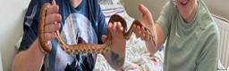 Corn Snake reptiles for sale: Corn snake with full setup  - Advert 2