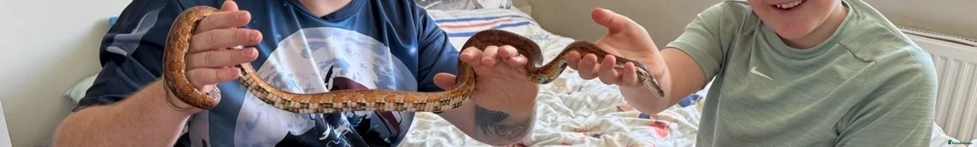 Corn Snake reptiles for sale: Corn snake with full setup  - Advert 2