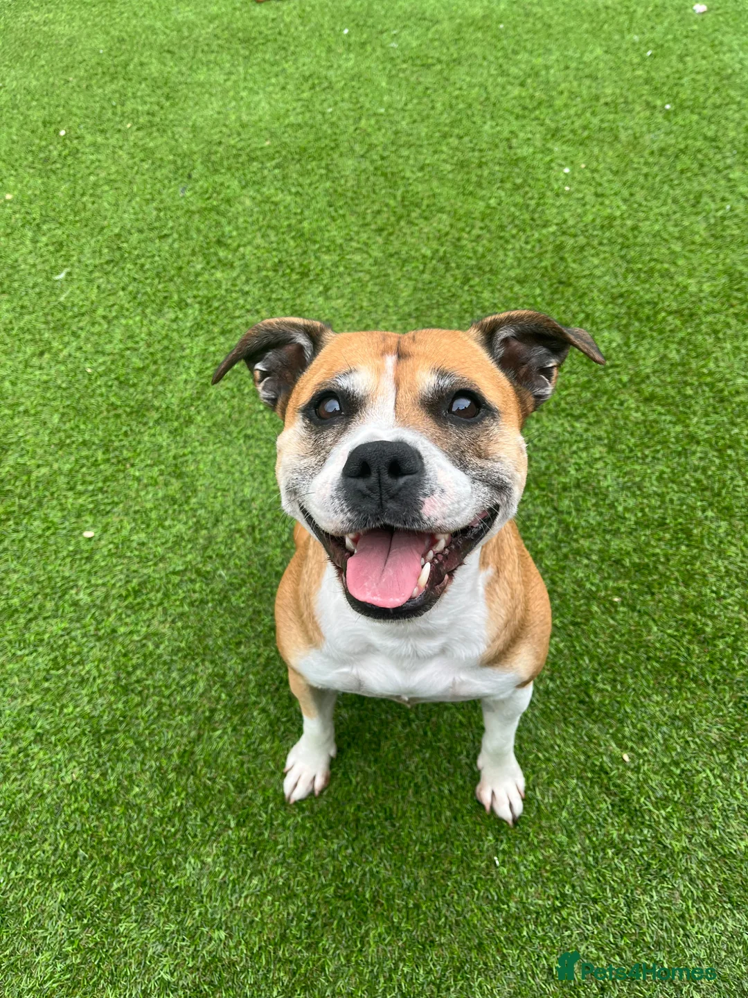 Staffordshire Bull Terrier dogs for sale: 4 year old Star looking for a loving home - Advert 8