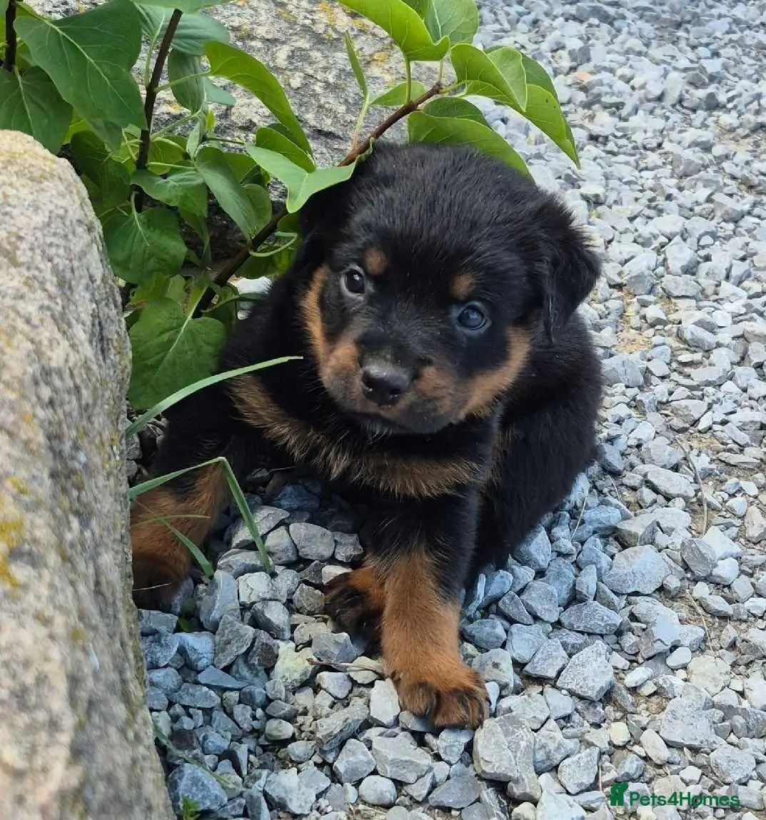 Rottweiler dogs Perfect Rotties pups for cute families/persons - Advert 1