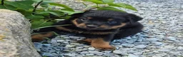 Rottweiler dogs for sale: Perfect Rotties pups for cute families/persons - Advert 1