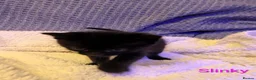 Mixed Breed cats for sale: Six adorable and sweet natured kittens in Kilmarnock - Advert 20