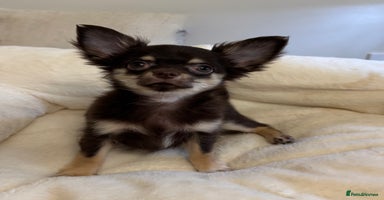 Chihuahua dogs READY TO GO Chocolate GIRL TINY Chihuahua Longhair - Advert 14