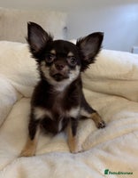 Chihuahua dogs READY TO GO Chocolate GIRL TINY Chihuahua Longhair - Advert 1