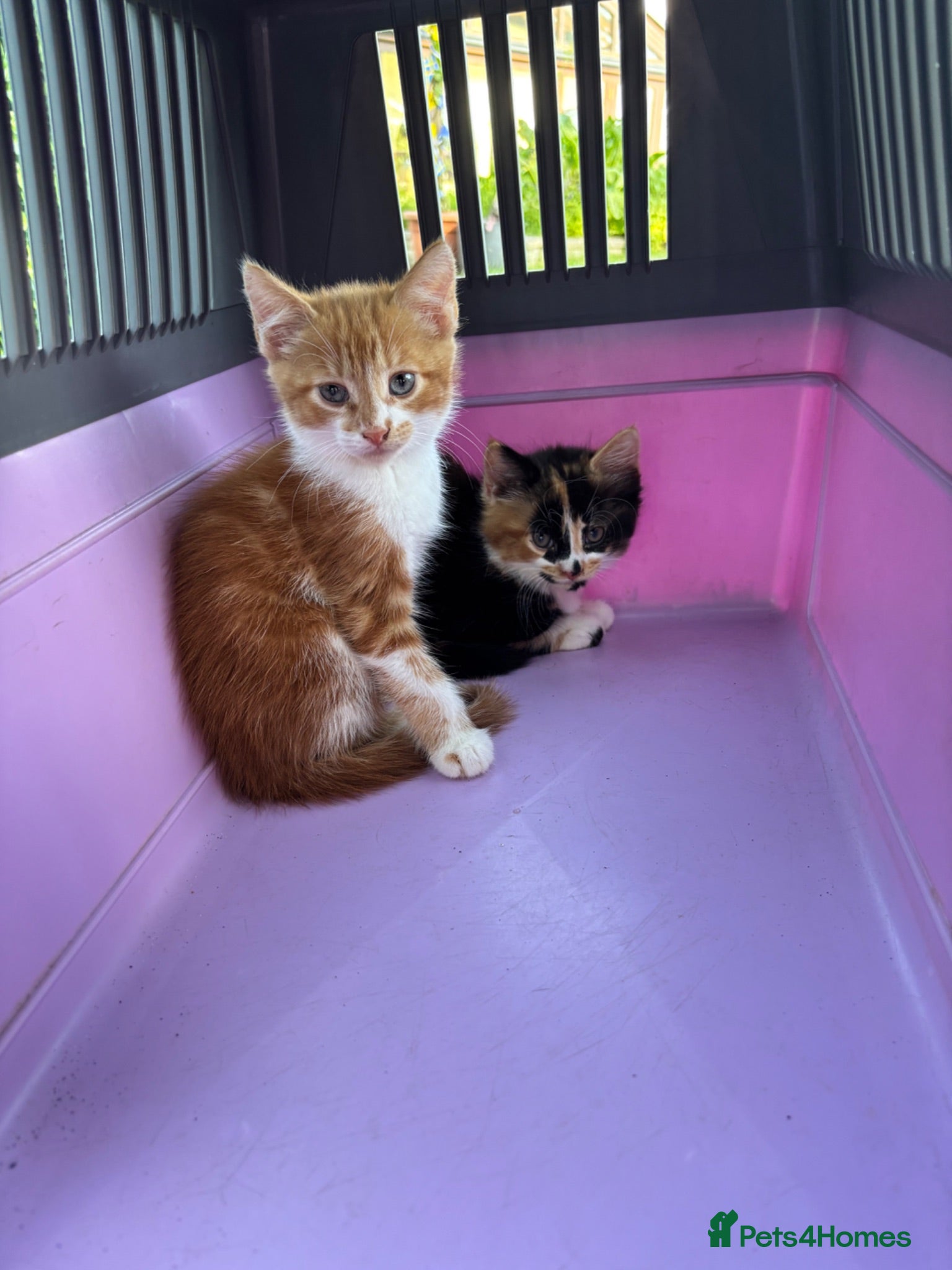 Mixed Breed cats Kitten siblings (boy and girl) - Advert 1