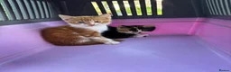 Mixed Breed cats for sale: Kitten siblings (boy and girl) - Advert 1