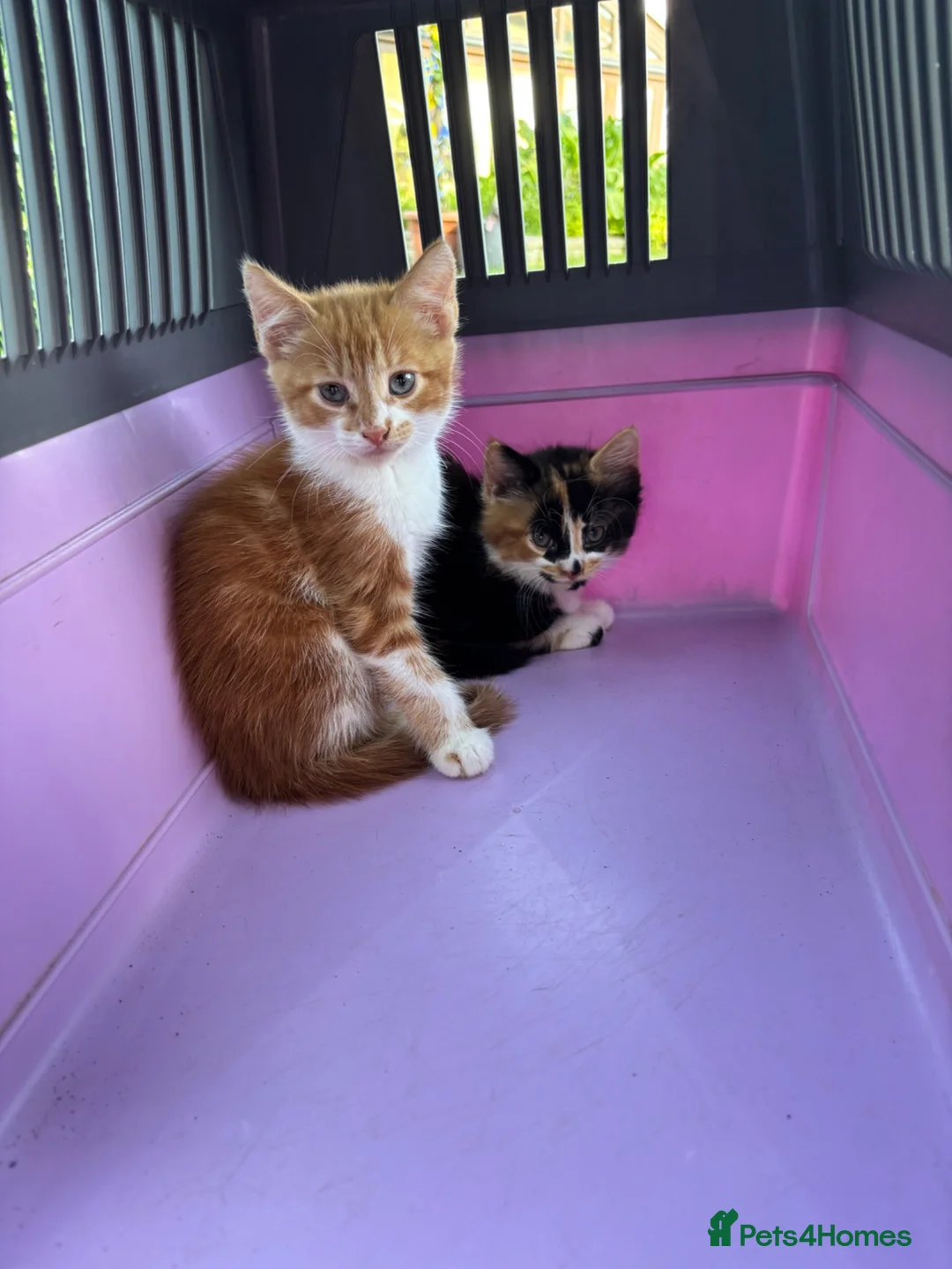 Mixed Breed cats for sale: Kitten siblings (boy and girl) - Advert 1