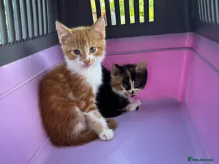 Mixed Breed cats Kitten siblings (boy and girl) - Advert 3