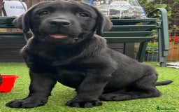 Labrador Retriever dogs for sale: KC registered Beautiful Chunky Black Labs   - Image 7