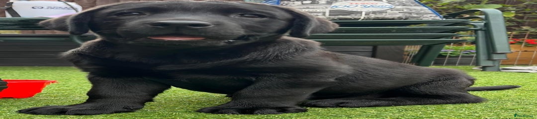 Labrador Retriever Puppy 3