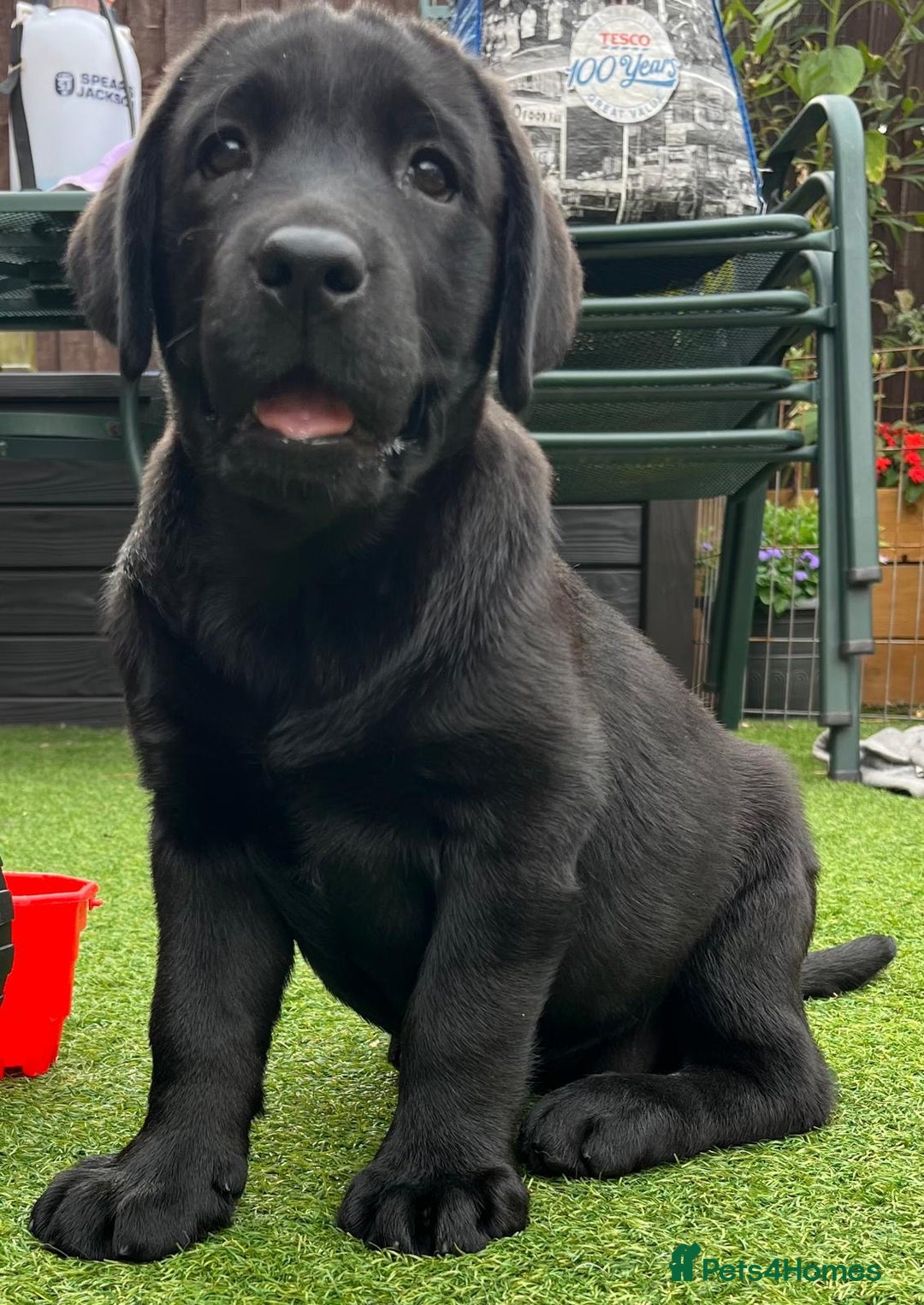 Labrador Retriever dogs for sale: KC registered Beautiful Chunky Black Labs   - Image 7