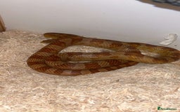 Corn Snake reptiles for sale: Corn snake and viv  - Image 1