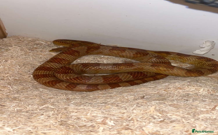 Corn Snake reptiles - Advert 1