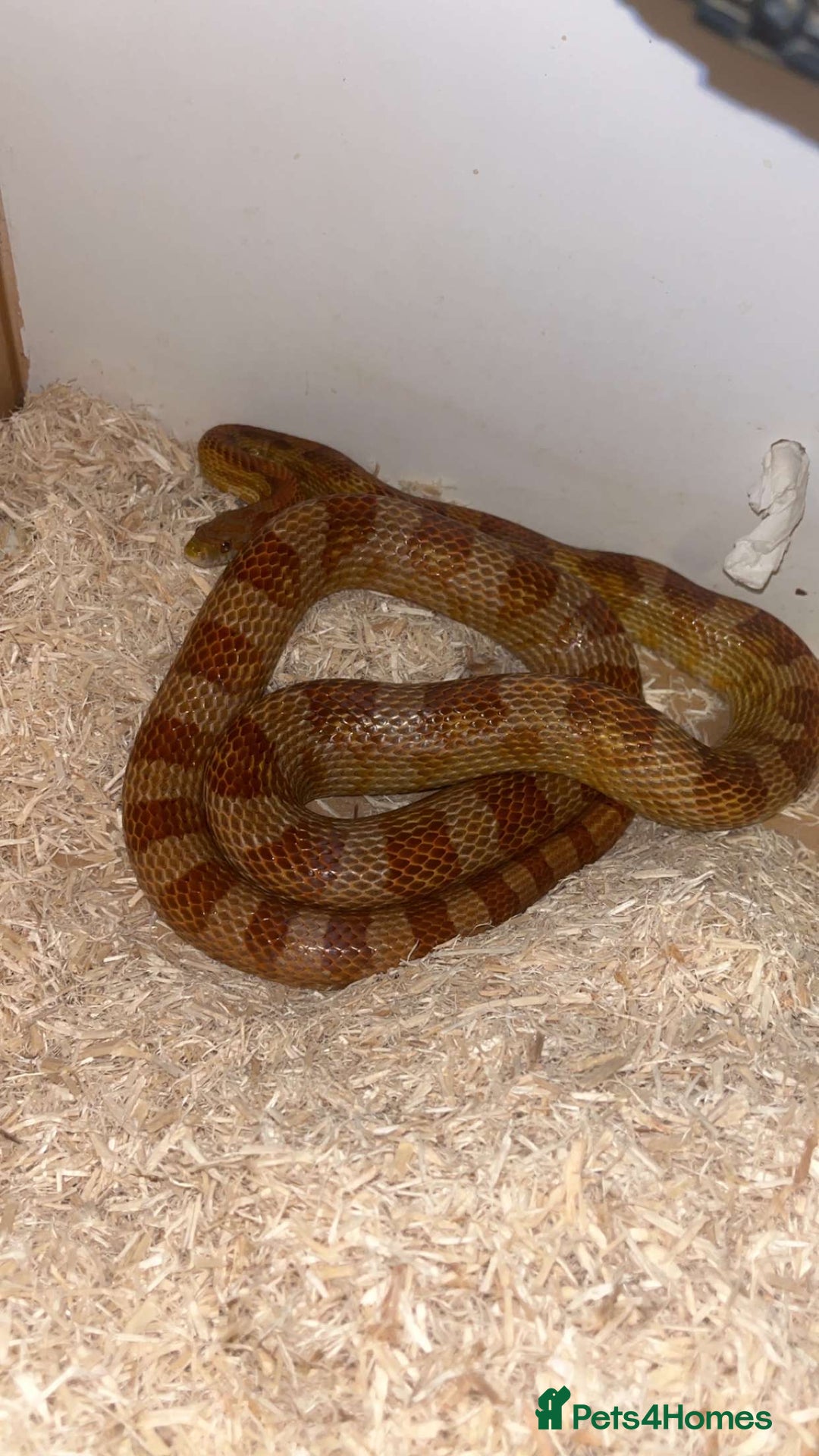 Corn Snake reptiles for sale: Corn snake and viv  - Image 1