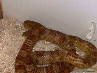 Corn Snake reptiles - Advert 3
