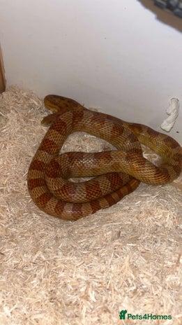 Corn Snake reptiles - Advert 1