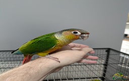Conures birds for sale: Hand-reared baby conures - Image 5