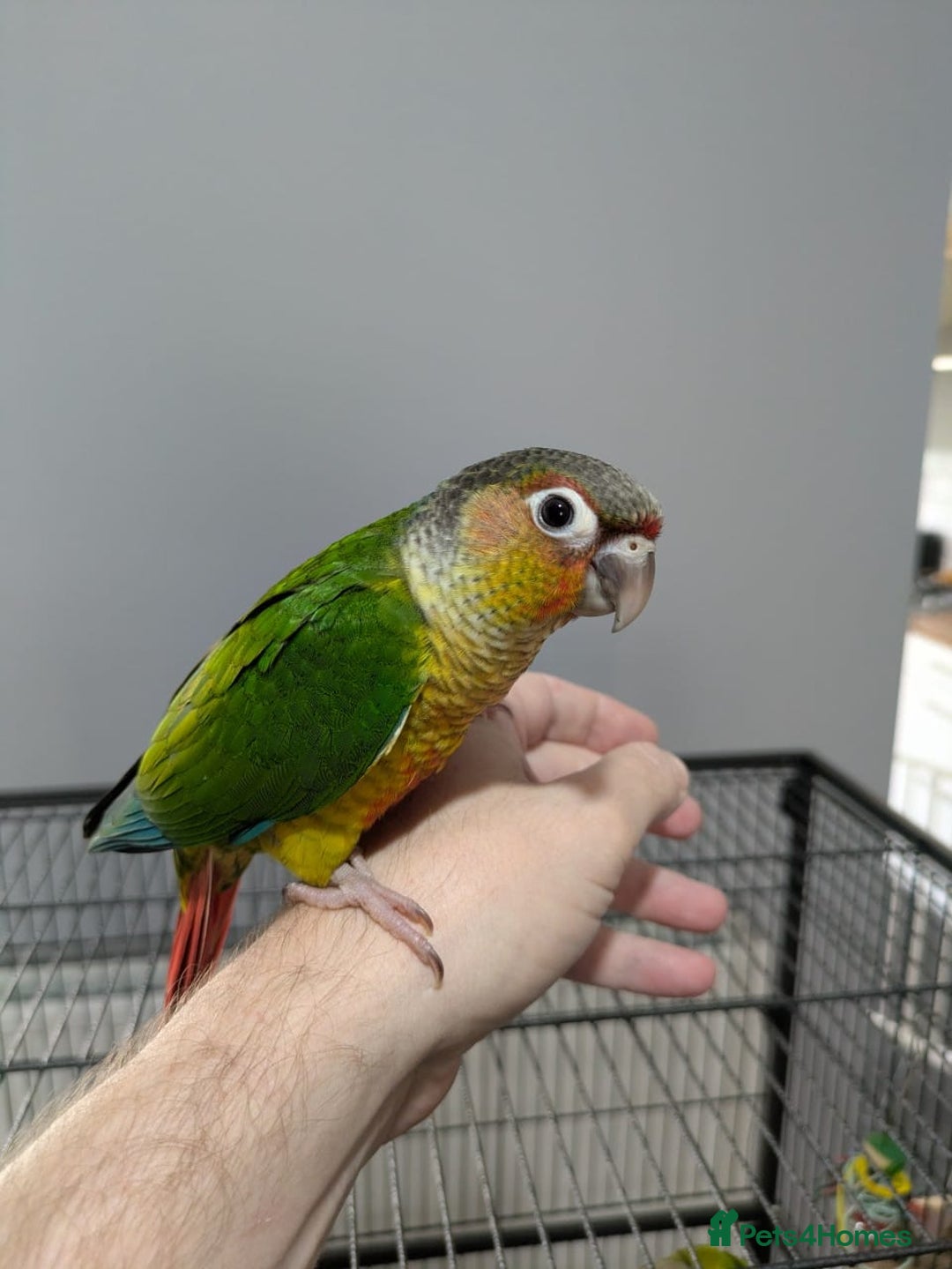 Conures birds for sale: Hand-reared baby conures - Image 5