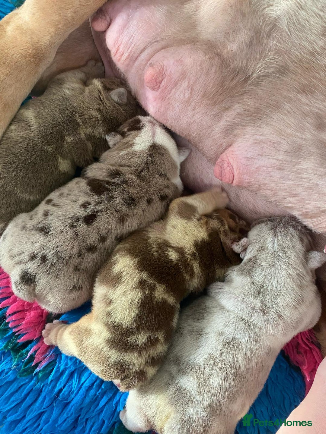 English Bulldog dogs for sale: ***EPIC BULLYZ PUPPIES*** - Image 9