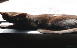 Mixed Breed cats for sale: KITTENS 2 BOYS 1 GIRL  - Image 11