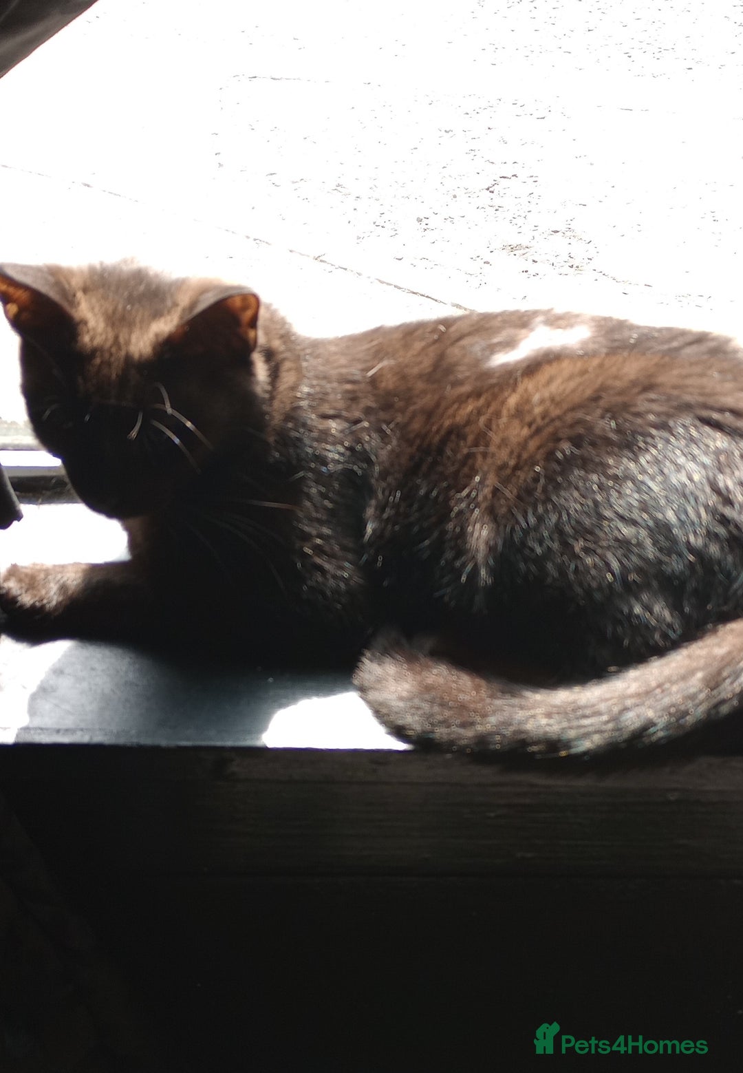 Mixed Breed cats for sale: KITTENS 2 BOYS 1 GIRL  - Image 11