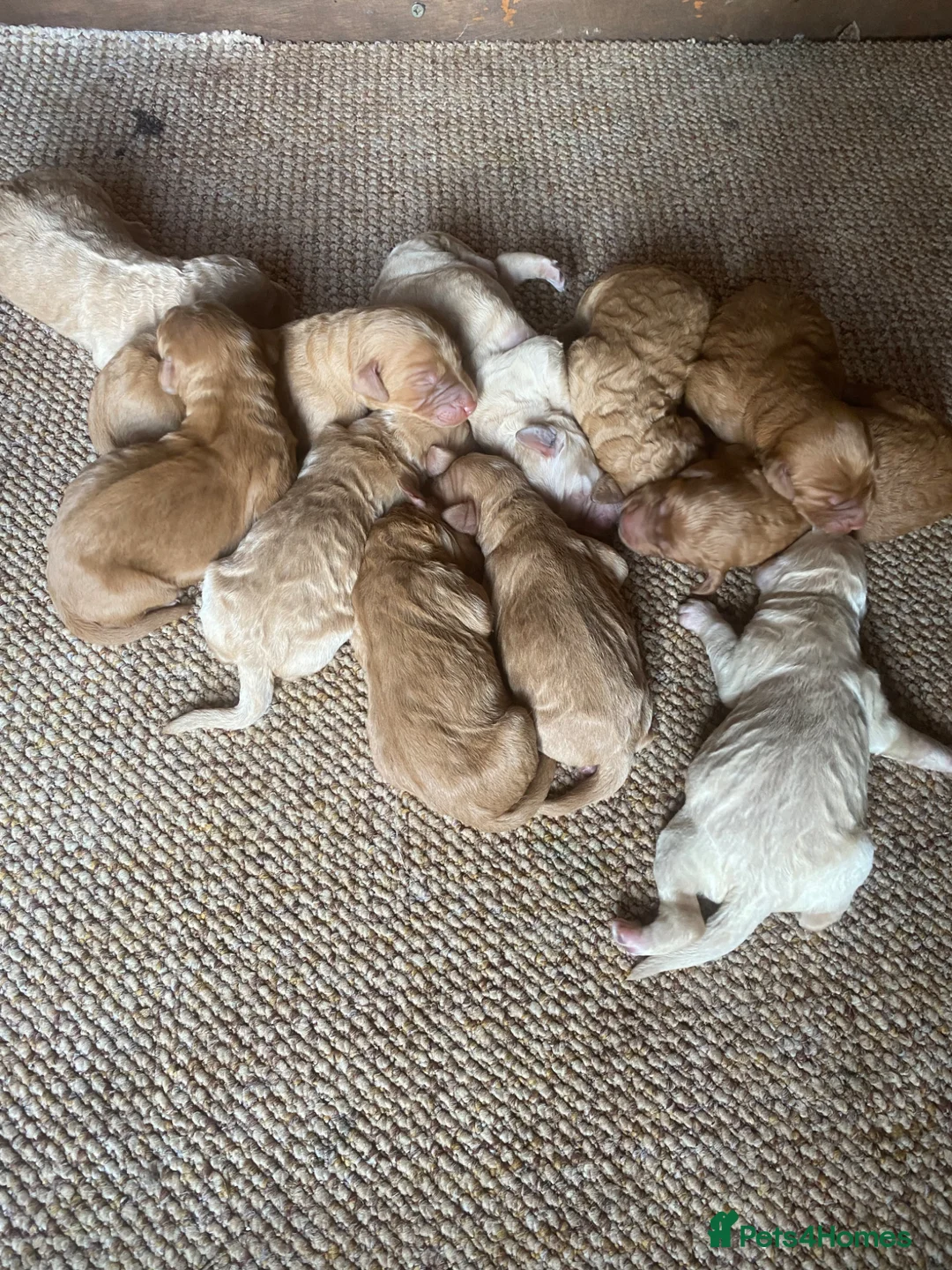 Irish Doodle dogs for sale: F1B Irish doodle puppies  (norther Ireland) - Advert 2
