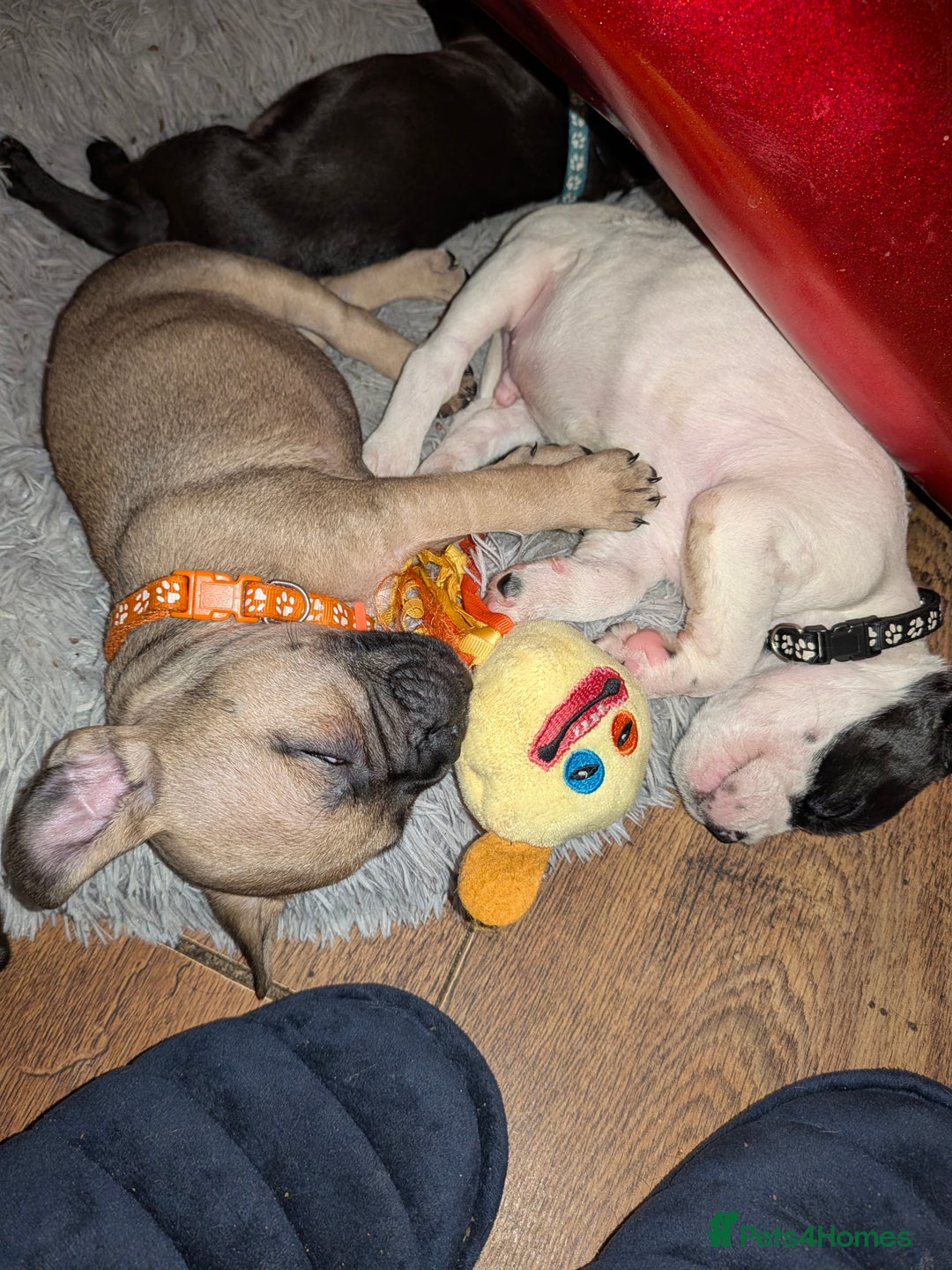 Mixed Breed dogs for sale: Little Boy Northern Ireland  - Advert 18