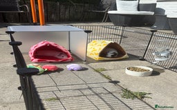 Guinea Pig rodents for sale: 2 female guinea pigs for sale - Image 2
