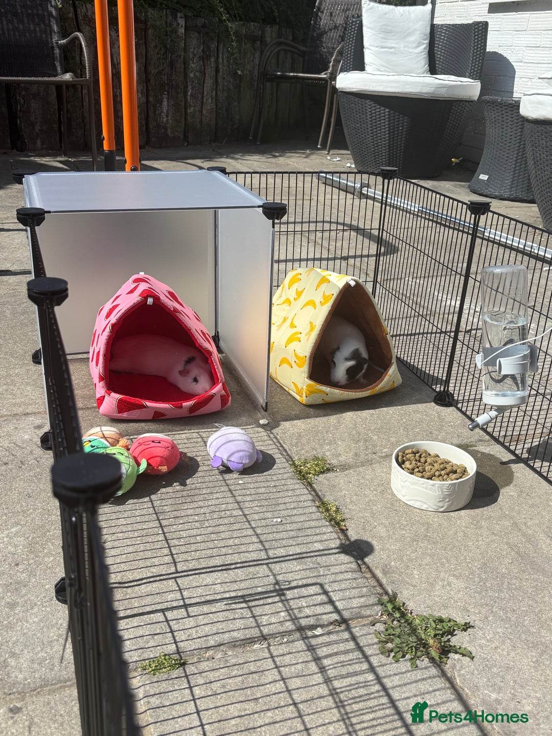 Guinea Pig rodents for sale: 2 female guinea pigs for sale - Image 2
