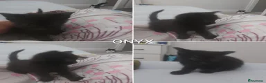 Onyx