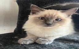 Ragdoll cats for sale: Last 3 Male Ragdolls - Image 1