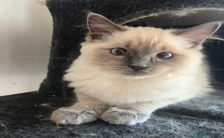 Ragdoll cats - Advert 5