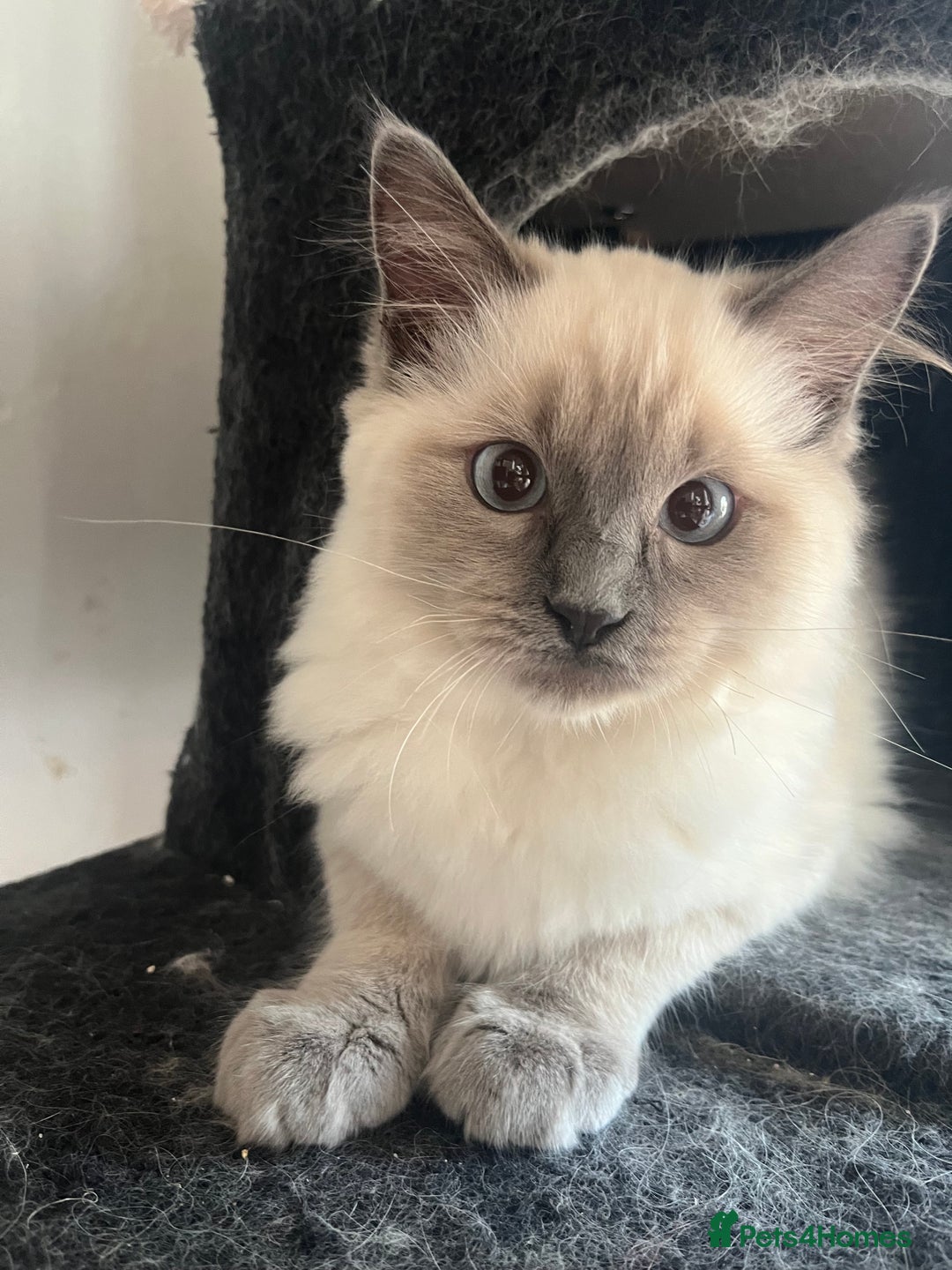Ragdoll cats for sale: Last 3 Male Ragdolls - Image 1