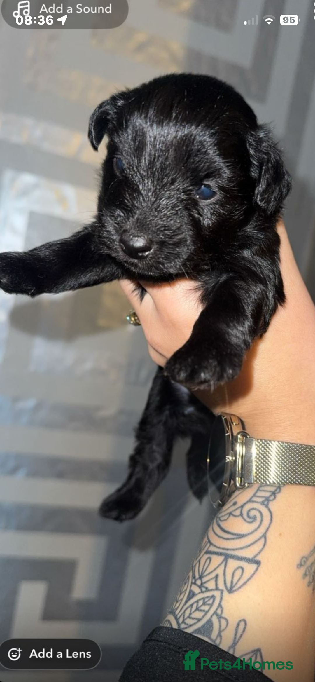 Jackapoo dogs for sale: Jackapoo puppies ready to leave - Advert 4